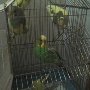 papuqay satiriq  papuqaylalrdi men12ye satiram