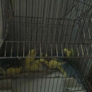 papuqay satiriq  papuqaylalrdi men12ye satiram