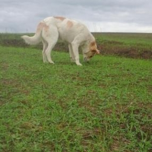 ov tulasi alman itinde donme