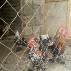 Holland sortu yaponka