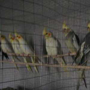 karella satilir aglar