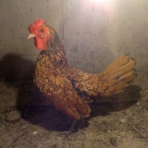 zibirid cuceleri satilir