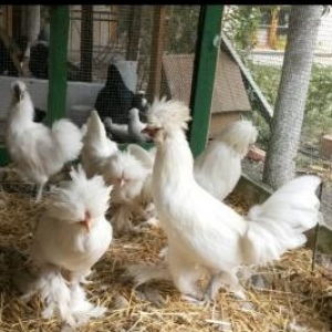 Mende her cur dekorotiv quslar var.