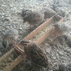 hovsanda saxliyiram aciq veziyetde dermansiz saxlam bildircinerdi awaq