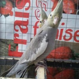 3 aylıq karelladı 1dişı 1erkəkdi  sağlamdılar