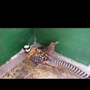 Mende her cur dekorotiv quslar var.