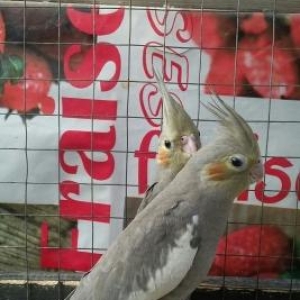 3 aylıq karelladı 1dişı 1erkəkdi  sağlamdıl