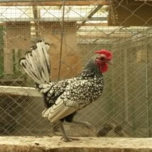 Mende her cur dekorotiv quslar var.