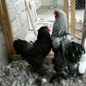 Mende her cur dekorotiv quslar var.