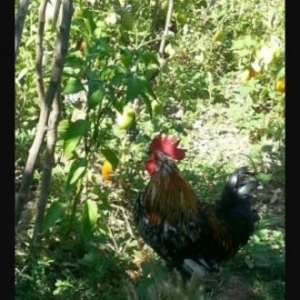 Yaponka ..prablemsiz heyvandı dərmanı vaksini hamsı olunub vaxdı vaxdı