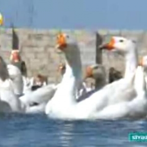 Salam.Bu qazlar Ukraniye sortlu qazlardir,tam sagl