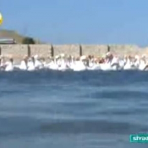 Salam.Bu qazlar Ukraniye sortlu qazlardir,tam saglamdirlar,xususi qull