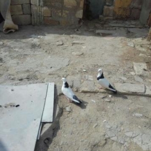 24 saat zeng vap ve yaza bilersiz cut Seyka