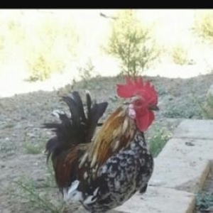 Yaponka ..prablemsiz heyvandı dərmanı vaksini hamsı olunub vaxdı vaxdı