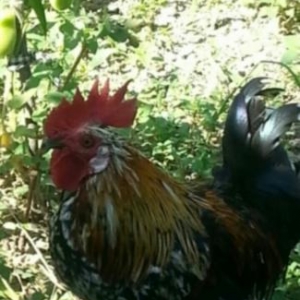 Yaponka ..prablemsiz heyvandı dərmanı vaksini h