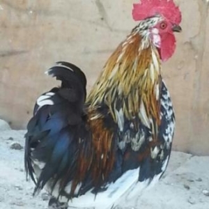 Yaponka ..prablemsiz heyvandı dərmanı vaksini hamsı olunub vaxdı vaxdı