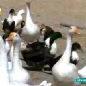 Salam.Bu qazlar Ukraniye sortlu qazlardir,tam saglamdirlar,xususi qull