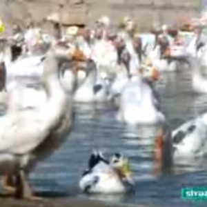 Salam.Bu qazlar Ukraniye sortlu qazlardir,tam saglamdirlar,xususi qull