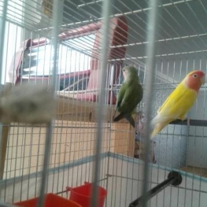 karella və Nerazlucnik lər hər rəng