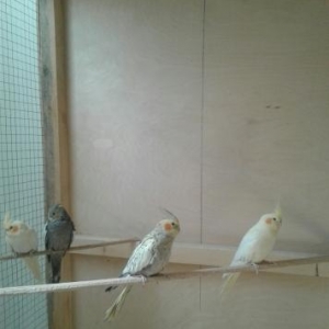 karella və Nerazlucnik lər hər rəng