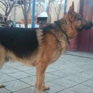 Немецкая овчарка , щенок