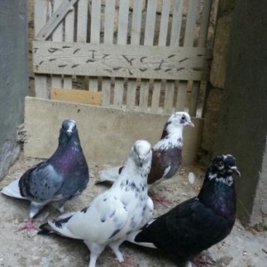 goy ag denet 16 quyruk du