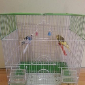 Qefesle yemleri  ile beraber quslar satiram. Biri 