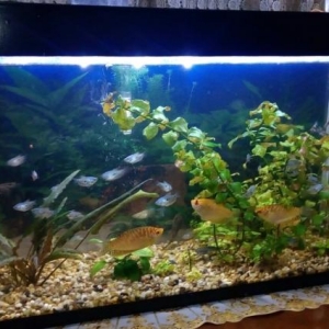 akvarium sarilir 50litrlik. olculeri 64*22*35 yaln