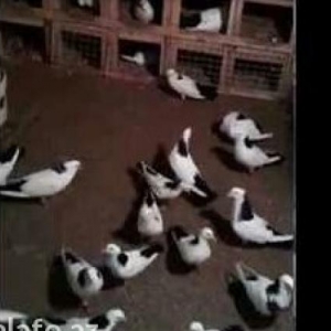 salam 30 dene boynu gullu lazimdi  kimde 1   2   3