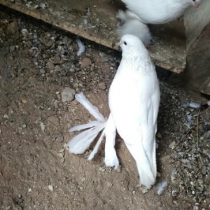 Bir cutdur.Nisansizdir.Temiz ağdır.