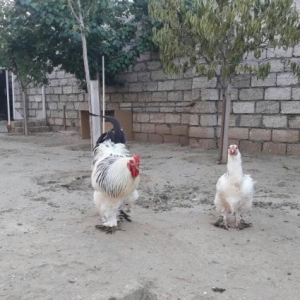 Bramalar satılır temiz cins Layt Gold!!!