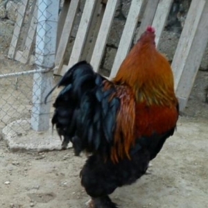 Bramalar satılır temiz cins Layt Gold!!!