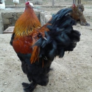 Bramalar satılır temiz cins Layt Gold!!!