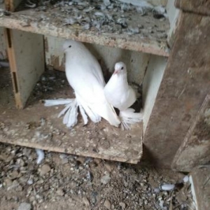 Bir cutdur.Nisansizdir.Temiz ağdır.