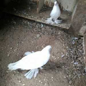 Bir cutdur.Nisansizdir.Temiz ağdır.