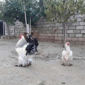 Bramalar satılır temiz cins Layt Gold!!!