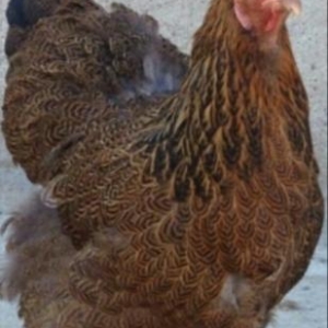 Bramalar satılır temiz cins Layt Gold!!!