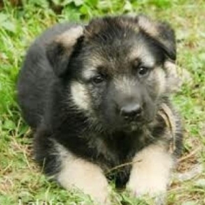 Щенки восточн-европейской �