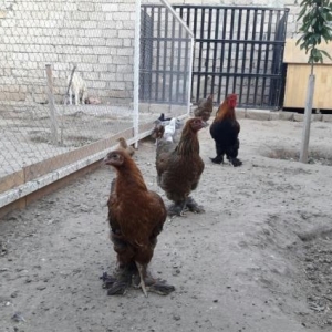 Bramalar satılır temiz cins Layt Gold!!!