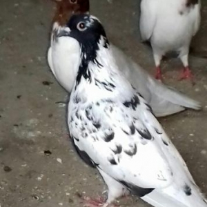 tek tek satilmir..25 quwdu..Ve quwxanayla birlikde satilir..