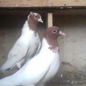 tek tek satilmir..25 quwdu..Ve quwxanayla birlikde