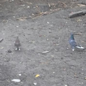 cüt göyərçinlər satıllr