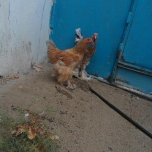 təcili brama satılır