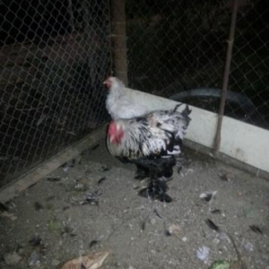 brama ayagi tuklu xoruz