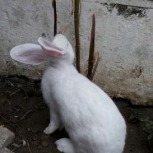 hazir dovsan yuvalari ve dovsanlar satilir. 3 dene damazliq kalifornis