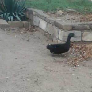 kayuqa ordeyi.erkek uc illik.