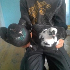 ancaq qara bala verillər cütdilər