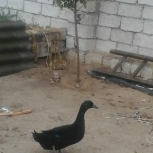 kayuqa ordeyi.erkek uc illik.