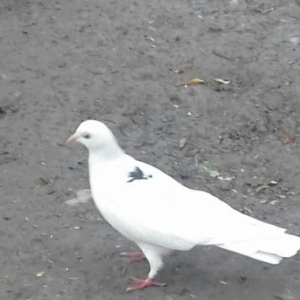 ata xoruzla ana fərə satılır