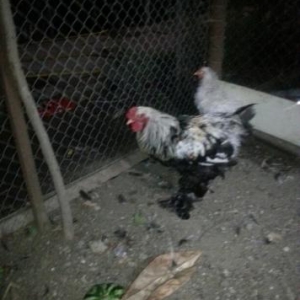 brama ayagi tuklu xoruz